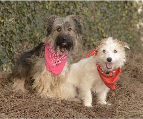 Medium Photo #1 Mutt Puppy For Sale in Dana Point, CA, USA