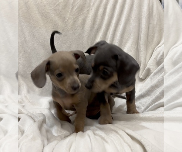 Medium Photo #6 Chiweenie Puppy For Sale in CYPRESS, TX, USA