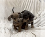 Small #5 Chiweenie