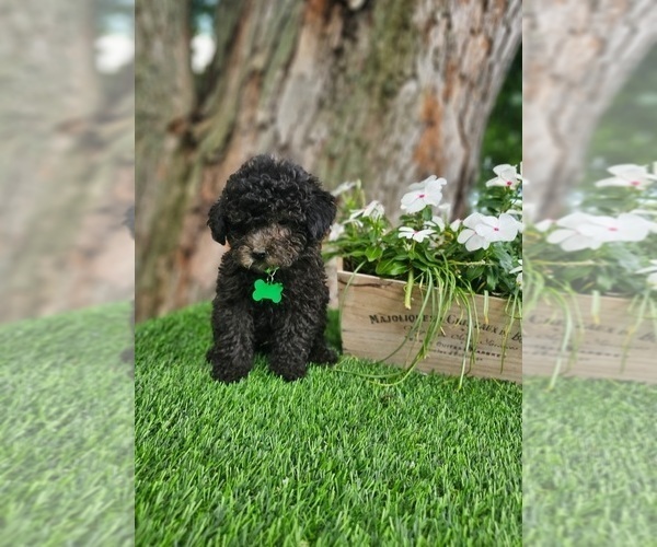 Medium Photo #4 Poodle (Toy) Puppy For Sale in INDIANAPOLIS, IN, USA