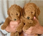 Small Photo #10 Goldendoodle (Miniature) Puppy For Sale in STELLA, NC, USA