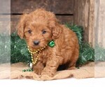Small #12 Cavapoo