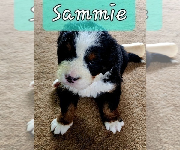 Medium Photo #2 Bernese Mountain Dog Puppy For Sale in SUPERIOR, WI, USA