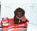 Small #2 Poodle (Toy)