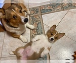 Small Photo #3 Pembroke Welsh Corgi Puppy For Sale in SMITHTOWN, NY, USA