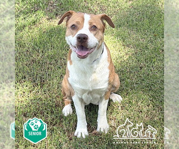 Medium Photo #2 Mutt Puppy For Sale in Irvine, CA, USA