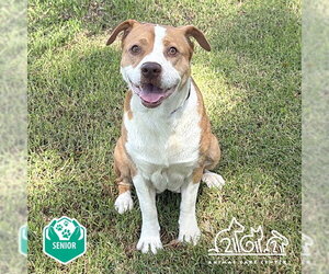 HONEY - Female Mutt Dog for Adoption - Photo #2