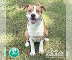 Small Photo #2 Mutt Puppy For Sale in Irvine, CA, USA