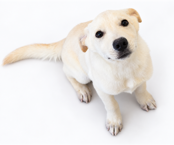 Medium Photo #1 Labrador Retriever Puppy For Sale in Brooklyn, NY, USA