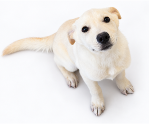 Labrador Retriever Dogs for adoption in Brooklyn, NY, USA