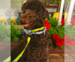 Small Photo #1 Labradoodle mix (+ Poodle Standard) Puppy For Sale in CHULA VISTA, CA, USA