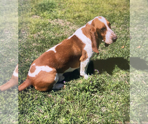 Father of the Basset Hound puppies born on 04/17/2022
