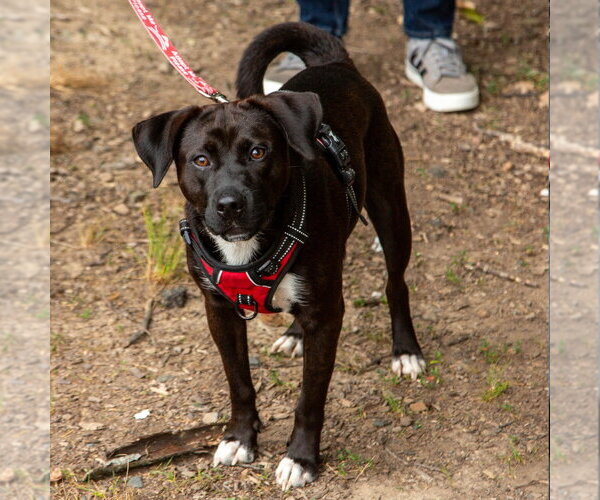 Medium Photo #14 Mutt Puppy For Sale in Canton, CT, USA