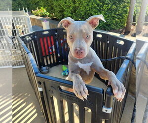 American Pit Bull Terrier-Unknown Mix Dogs for adoption in Dallas, TX, USA