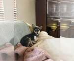 Small #1 Chihuahua Mix