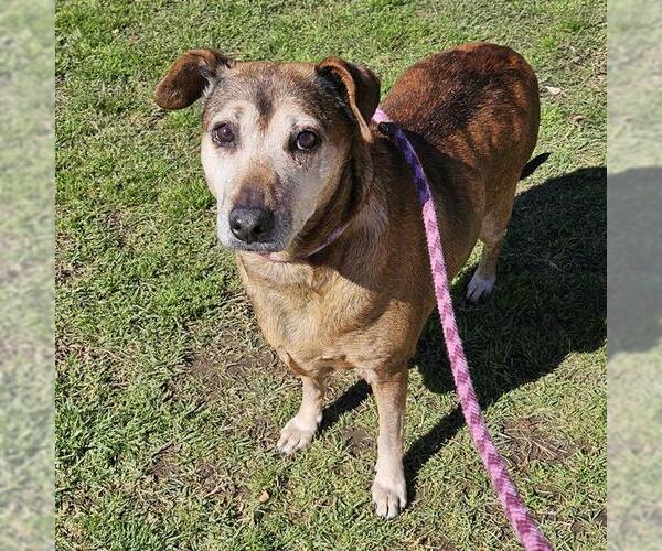 Medium Photo #1 Chihuahua Puppy For Sale in Camarillo, CA, USA