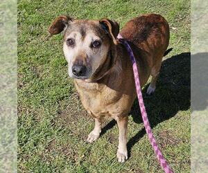 Chihuahua Dogs for adoption in Camarillo, CA, USA