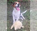 Small Treeing Walker Coonhound