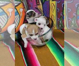 Chihuahua Puppy for sale in MIAMI, FL, USA