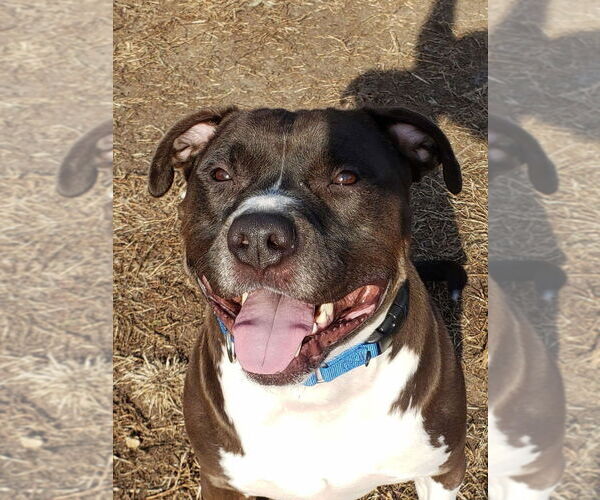 Medium Photo #8 American Pit Bull Terrier-American Staffordshire Terrier Mix Puppy For Sale in Wenonah, NJ, USA
