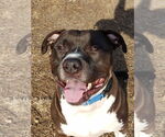 Small #7 American Pit Bull Terrier-American Staffordshire Terrier Mix