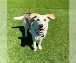 Siberian Husky Dogs for adoption in Salinas, CA, USA