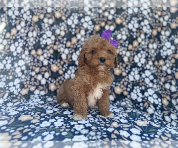 Medium Photo #2 Cavapoo (Miniature) Puppy For Sale in LAKELAND, FL, USA