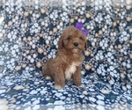 Small #1 Cavapoo (Miniature)
