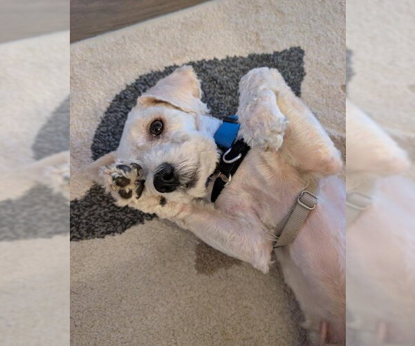 Medium Photo #4 Poodle (Miniature) Puppy For Sale in San Diego, CA, USA