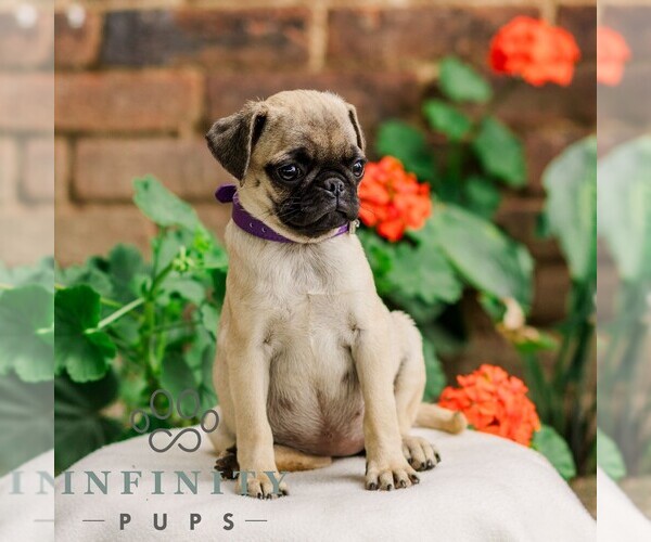 Medium Photo #2 Pug Puppy For Sale in ORRSTOWN, PA, USA
