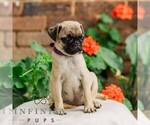 Small #1 Pug