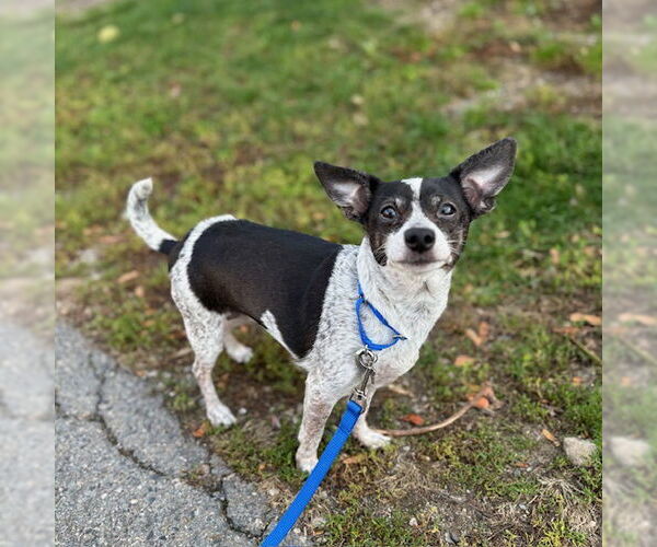 Medium Photo #1 Chihuahua Puppy For Sale in Boston, MA, USA