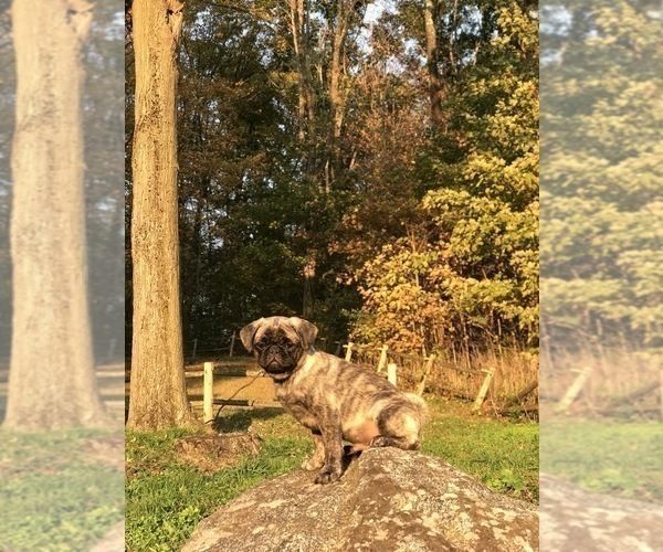 Medium Photo #15 Pug Puppy For Sale in CANTON, CT, USA