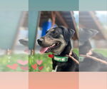 Small #2 Labrador Retriever Mix