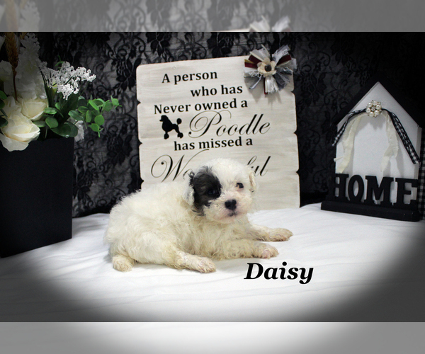 Medium Photo #7 Poodle (Toy) Puppy For Sale in CHANUTE, KS, USA