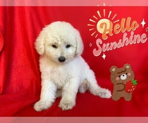 Maltese-Maltipoo Mix Puppy for sale in SAN FRANCISCO, CA, USA