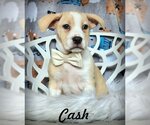 Small Photo #1 American Bulldog-Dachshund Mix Puppy For Sale in Anaheim Hills, CA, USA