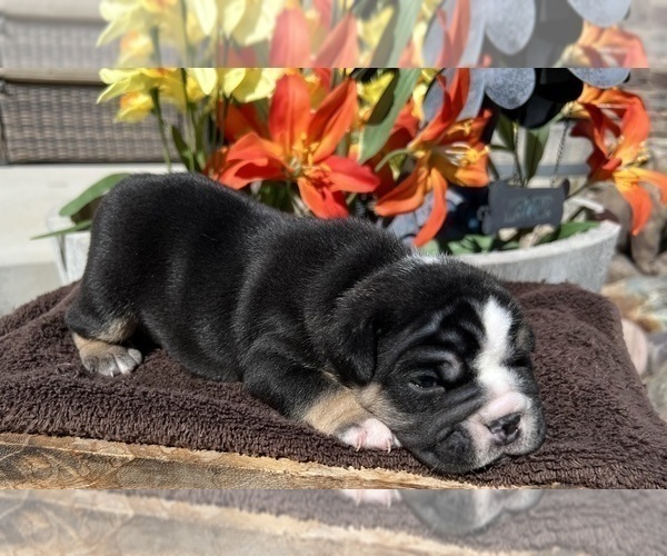 Medium Photo #2 English Bulldog Puppy For Sale in DURANGO, CO, USA