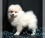 Small #2 Pomeranian