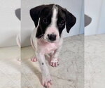 Small Labrador Retriever Mix