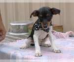 Small #2 Rat Terrier