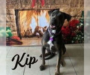 Blue Lacy-Unknown Mix Dogs for adoption in HOUSTON, TX, USA