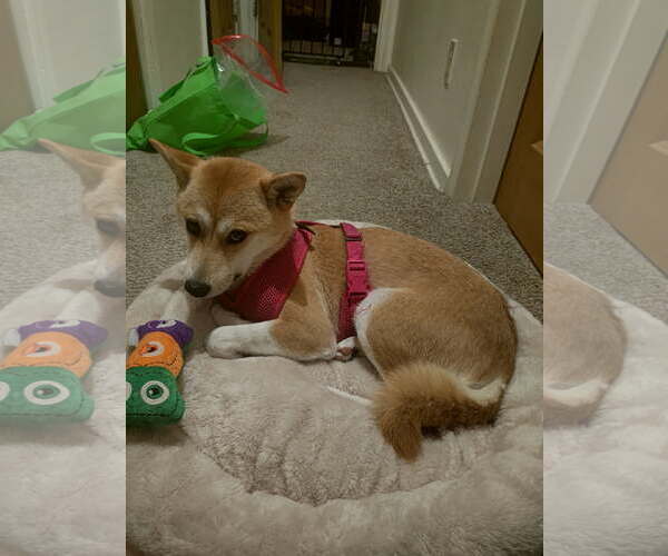 Medium Photo #5 Shiba Inu Puppy For Sale in St. Louis Park, MN, USA