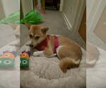 Small #4 Shiba Inu
