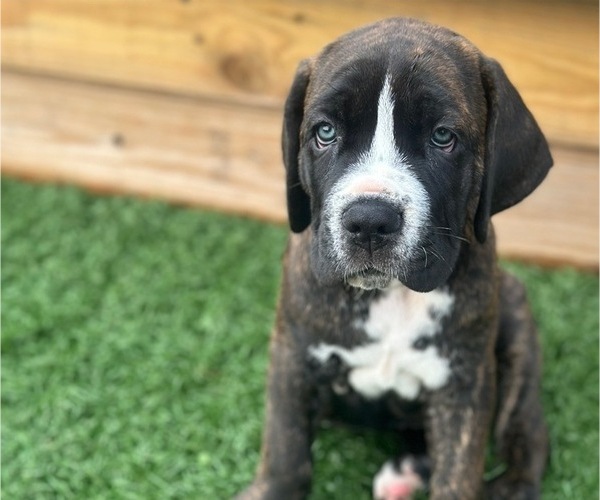 Medium Photo #3 Cane Corso Puppy For Sale in NEWARK, OH, USA