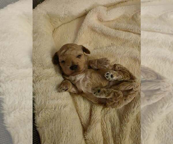 Medium Photo #1 Cavapoo Puppy For Sale in ROSEDALE, IN, USA