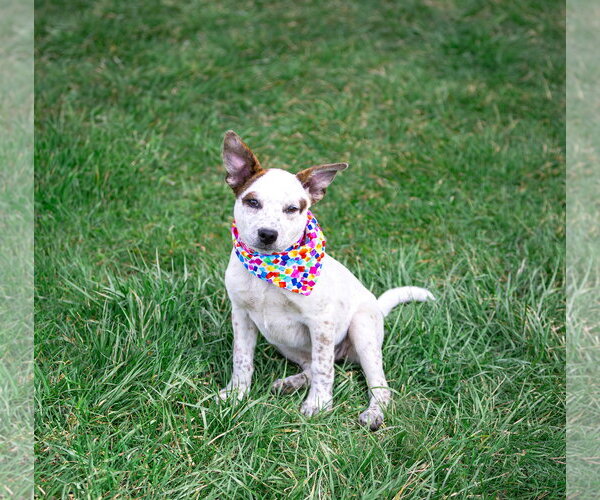 Medium Photo #12 Mutt Puppy For Sale in Unionville, PA, USA