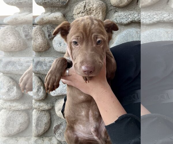 Medium Photo #19 Chinese Shar-Pei-Labrador Retriever Mix Puppy For Sale in Dana Point, CA, USA