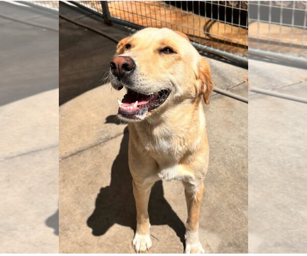 Medium Photo #4 Labrador Retriever Puppy For Sale in Yardley, PA, USA