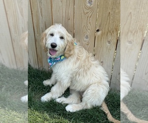 Goldendoodle Puppy for sale in CALDWELL, ID, USA